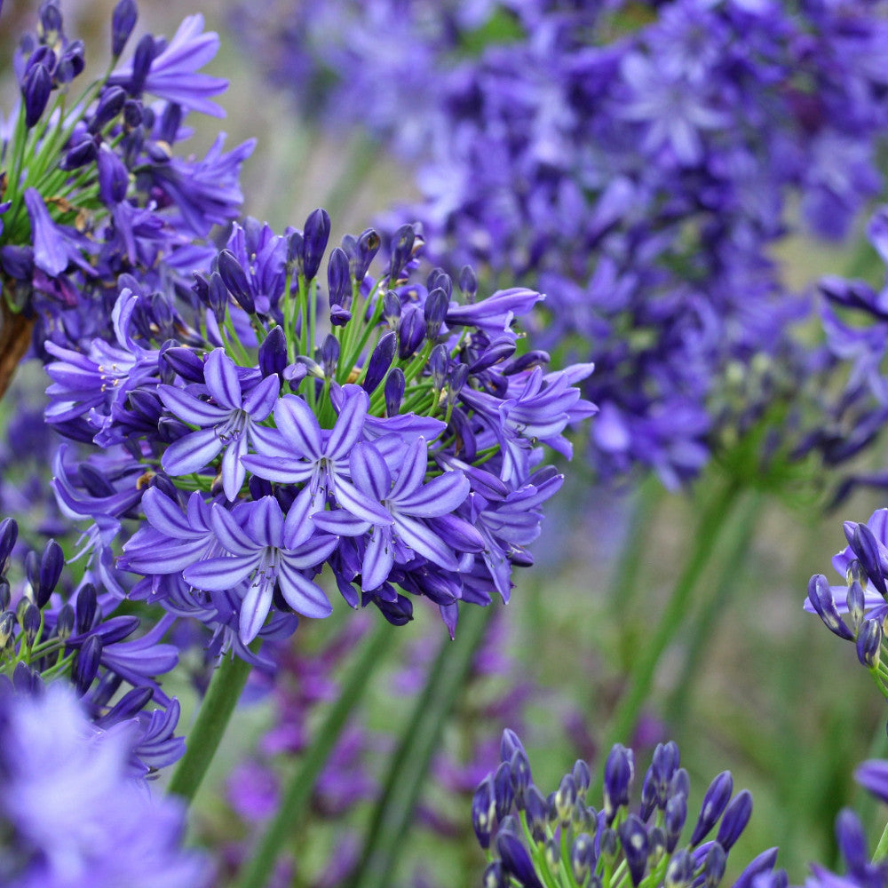 Hayloft Award Winning Agapanthus Collection- Three Afican Lily Plants In 9cm Pots