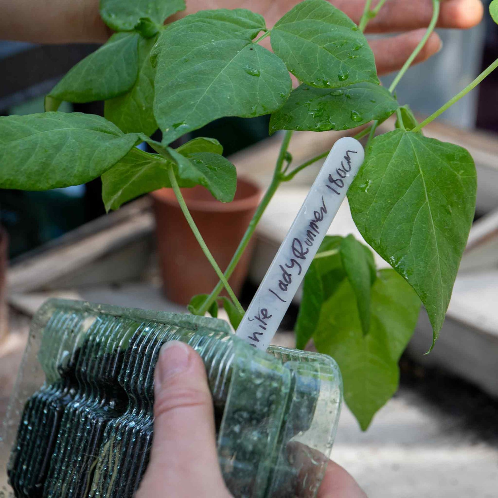 Runner Bean Duo 'firestorm' & 'white Lady' | 90 Seeds | Multi Colour