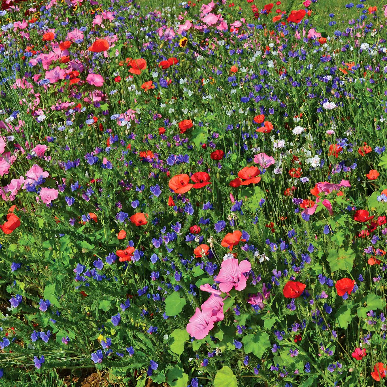 Bee And Butterfly Seed Mix, Pollinator-friendly | 600 Seeds