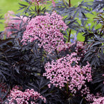Sambucus 'cherry Lace' Compact Maroon-foliaged Shrub | 1 x 3L | Pink