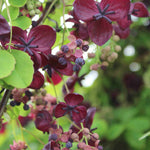 Akebia Quinata - Chocolate Vine - 9cm Pot | 3 x 9cm | Purple