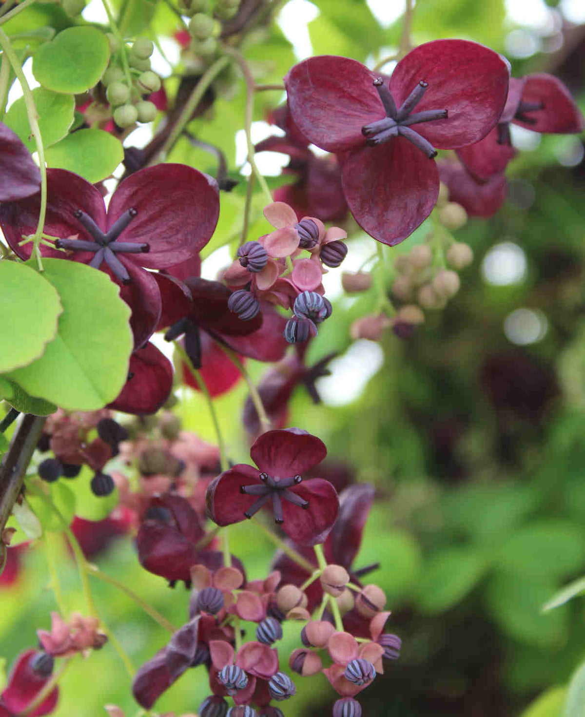 Akebia Quinata - Chocolate Vine - 9cm Pot | 3 x 9cm | Purple