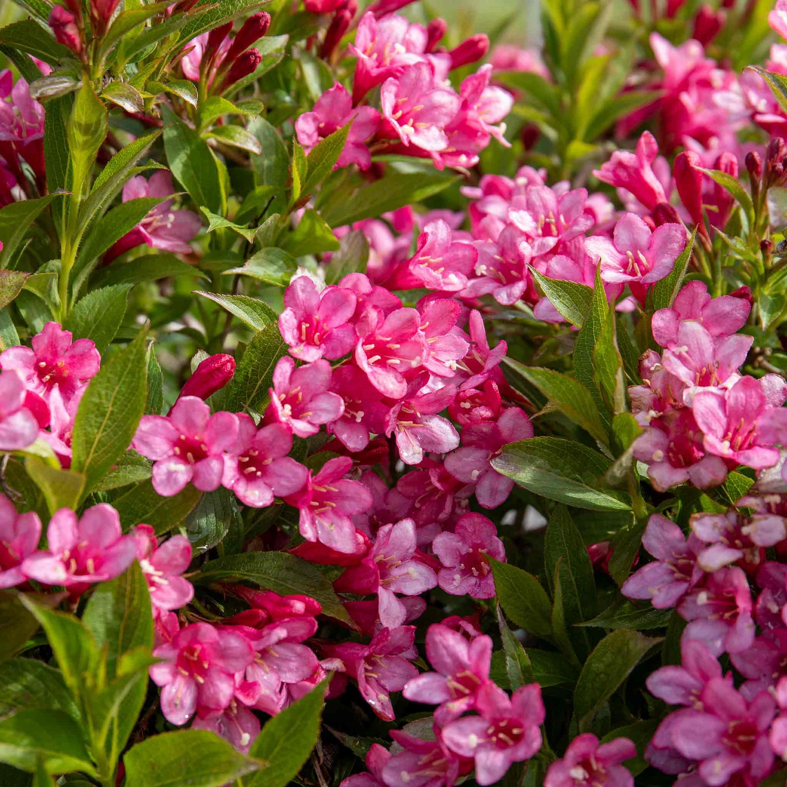 Weigela 'picobella Rosa' - Compact Pink-flowering Shrub | 1 x 9cm | Pink