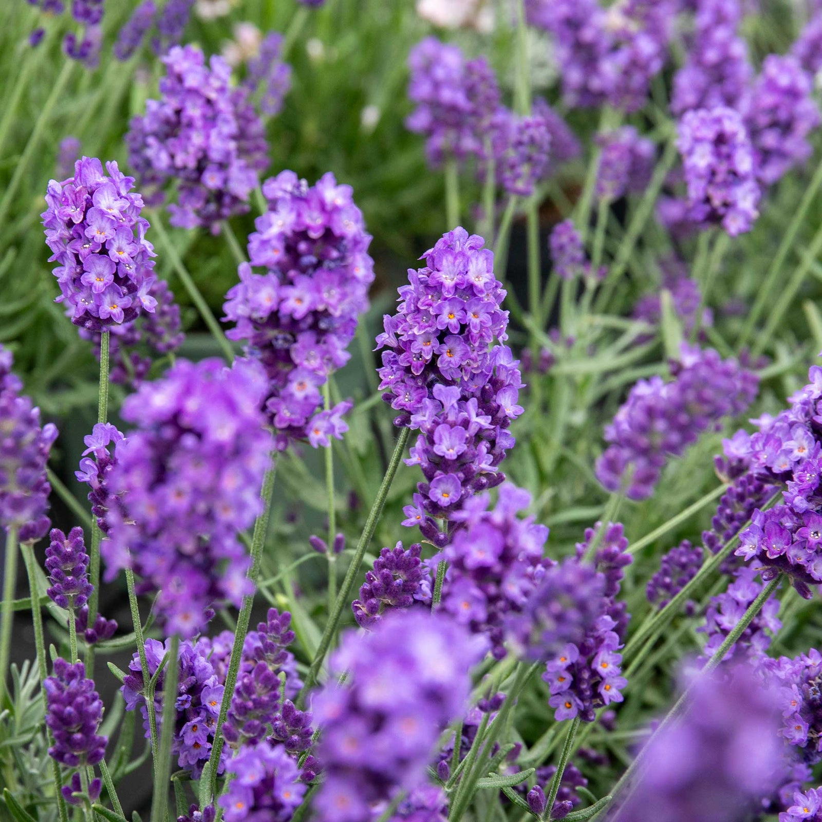 Lavender 'hidcote Blue' Rhs Award Of Garden Merit, Drought-tolerant | 20 x Pro Grower Plugs | Multi