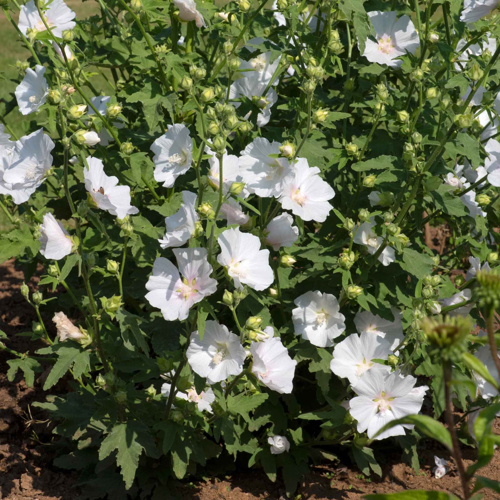 Lavatera 'marshmallow White Ice' | 1 x 9cm | White