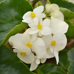 Begonia 'megawatt White Green Leaf' - White Flowers And Green Foliage | 12 x Plug Plants | White