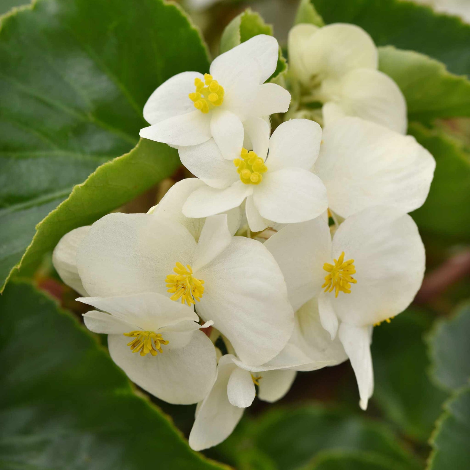 Begonia 'megawatt White Green Leaf' - White Flowers And Green Foliage | 12 x Plug Plants | White