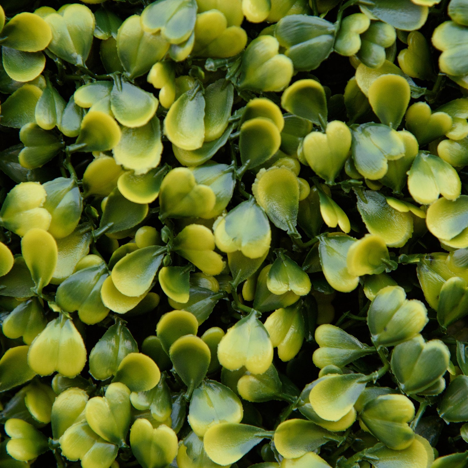 12pcs Milan Grass Boxwood Panel 50cm X 50cm