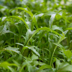 Spicy Salad Collection Seeds | 2 Packets x Seeds