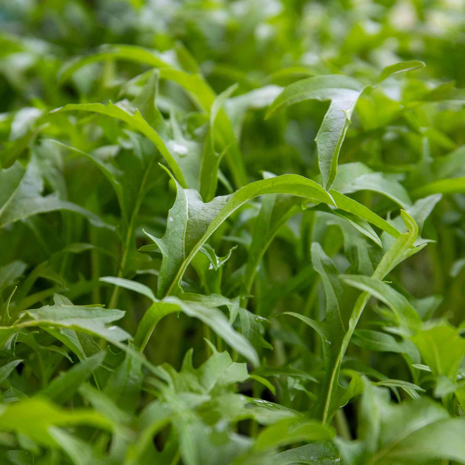Spicy Salad Collection Seeds | 2 Packets x Seeds