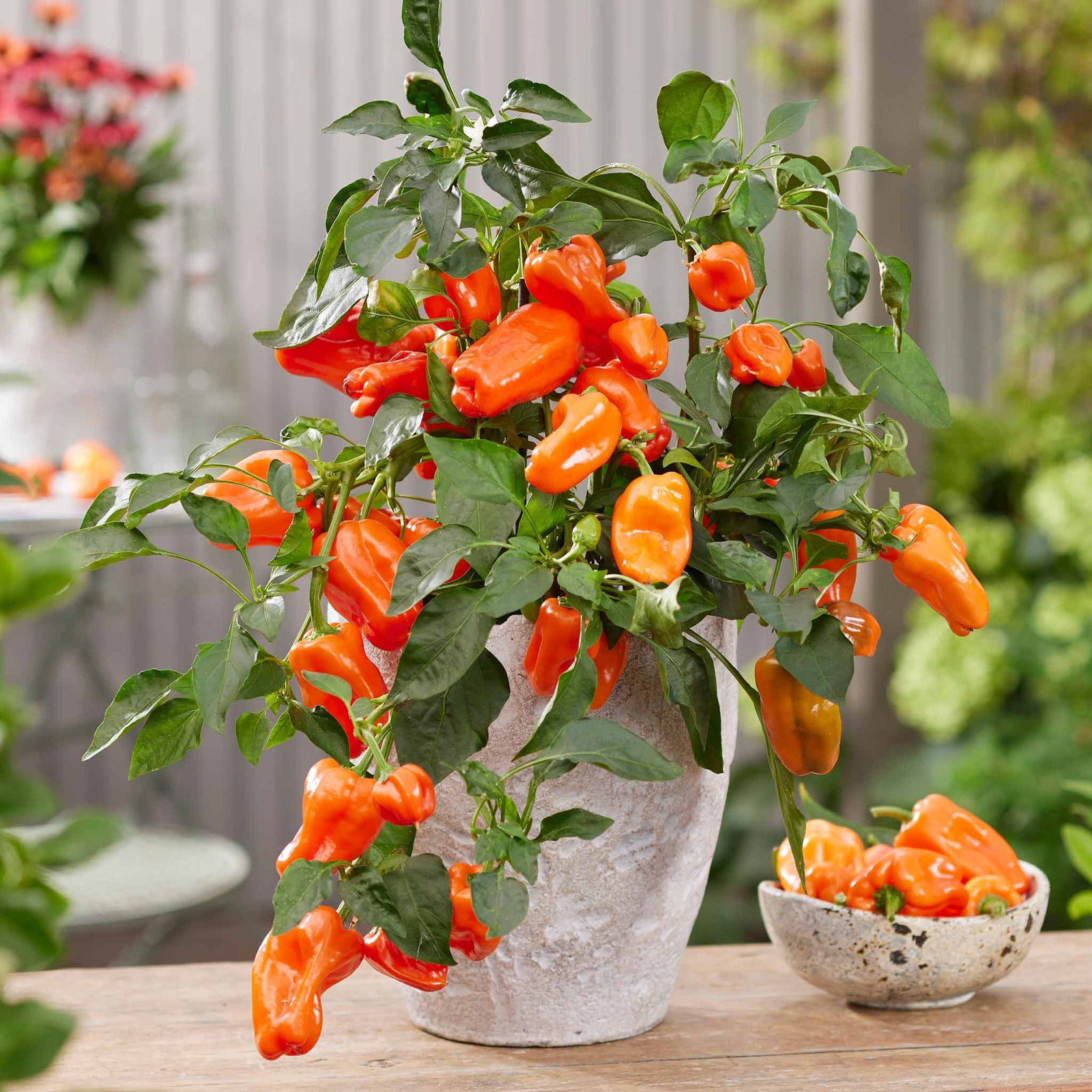 Sweet Pepper 'peppers From Heaven Orange', Trailing Mini Orange Peppers For Hanging Baskets | 3 x Jumbo Plugs | Orange