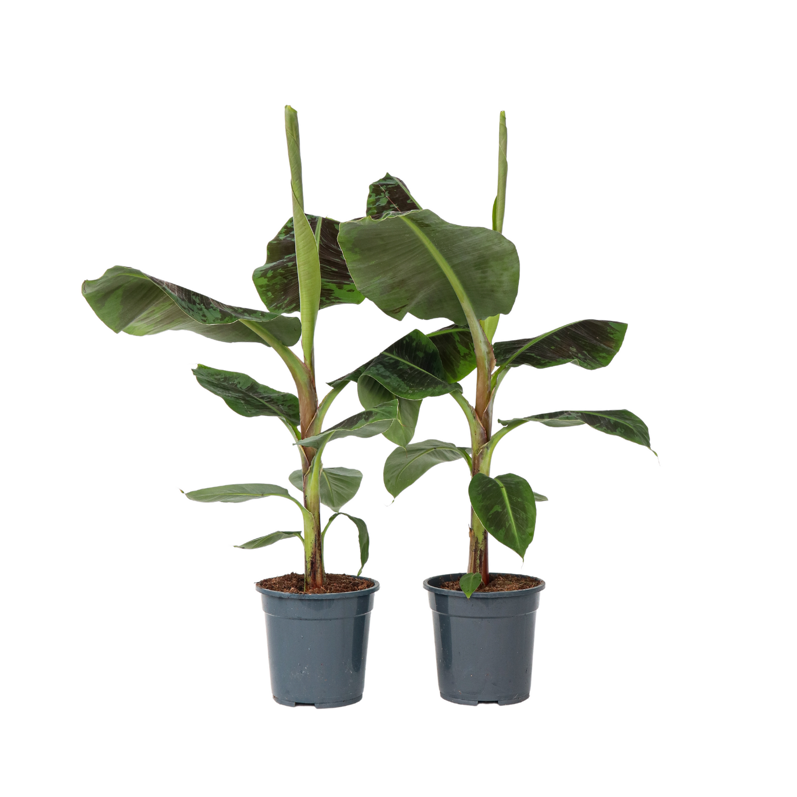 Canary Banana - 2 Pcs. - Musa 'dwarf Cavendish' - Height 90-100cm - ⌀21cm | Set-of-2 | Green