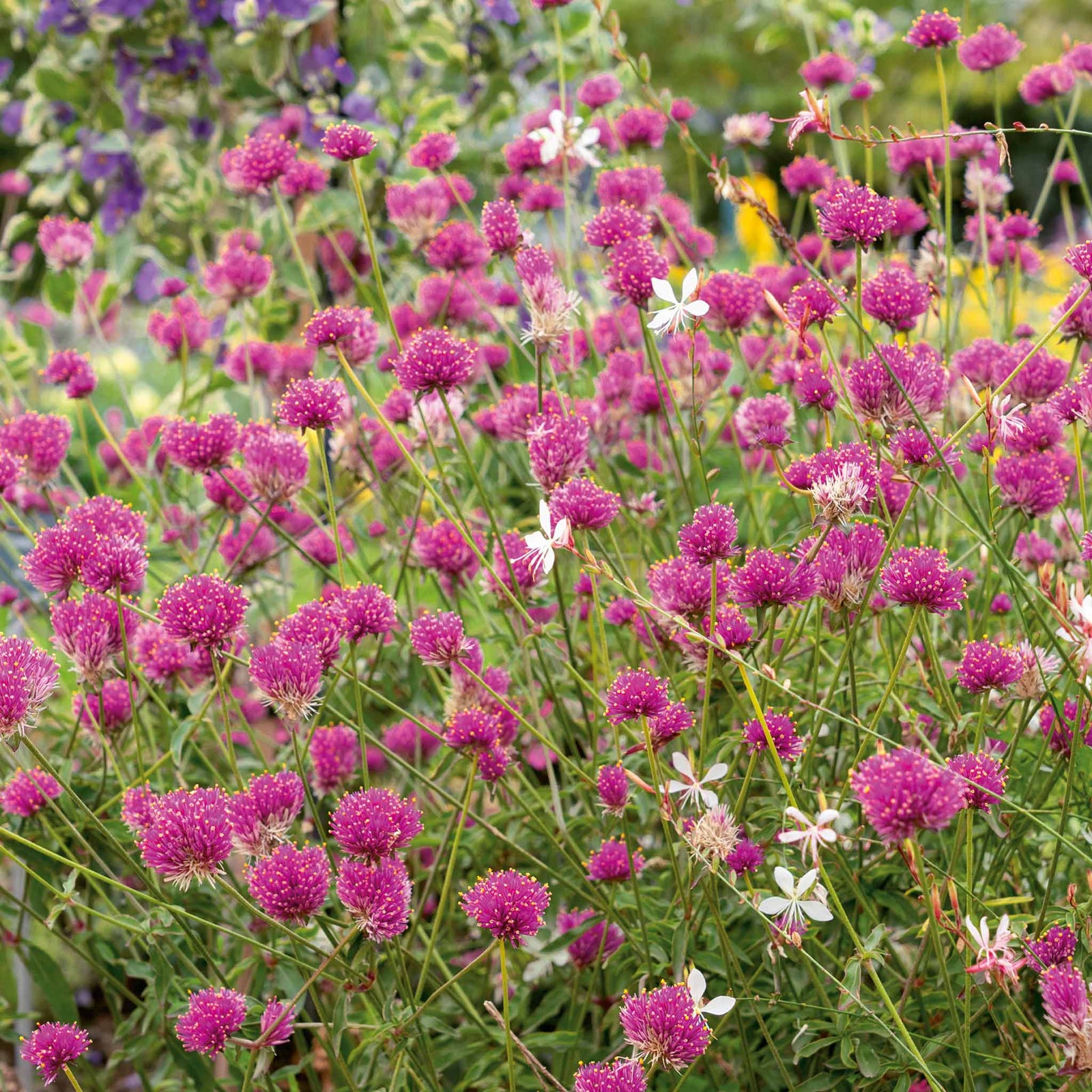 Gomphrena 'truffula Pink' Long-flowering Pink Annual 50-70 Cm | 3 x Jumbo Plugs | Pink