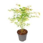 Japanese Maple - Acer Palmatum 'Ukigumo' - Height 50-60cm - ⌀19cm | Set of 1 | Green