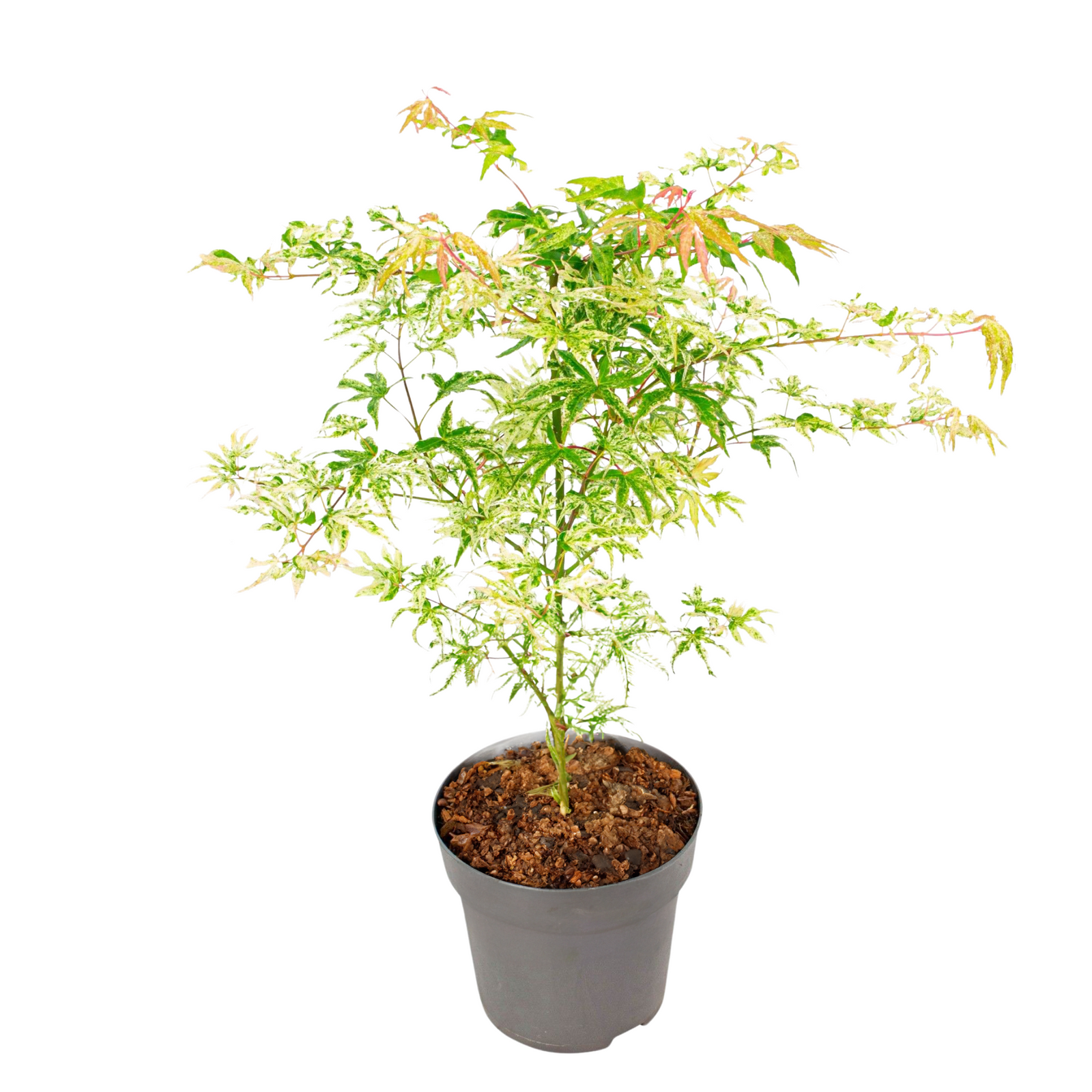 Japanese Maple - Acer Palmatum 'Ukigumo' - Height 50-60cm - ⌀19cm | Set of 1 | Green