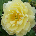 Peony Garden Candy Pineapple Fizz - New Variety 1 x 2l Pot