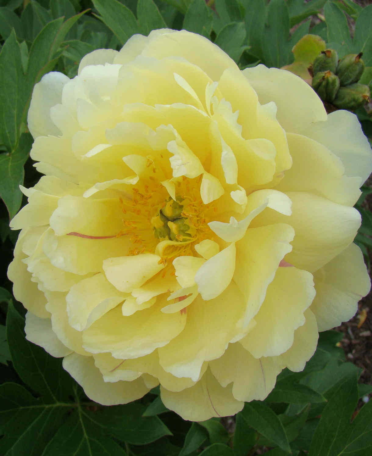 Peony Garden Candy Pineapple Fizz - New Variety 1 x 2l Pot