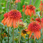 Echinacea Hot Papaya - 9cm Pots | 1 x 9cm | Orange