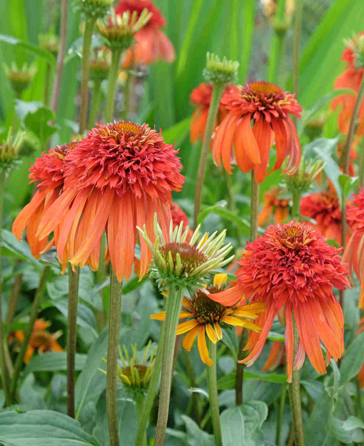 Echinacea Hot Papaya - 9cm Pots | 1 x 9cm | Orange