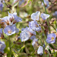 Polemonium 'stairway To Heaven' - Variegated Foliage, Pale Blue Flowers | 1 x 2L