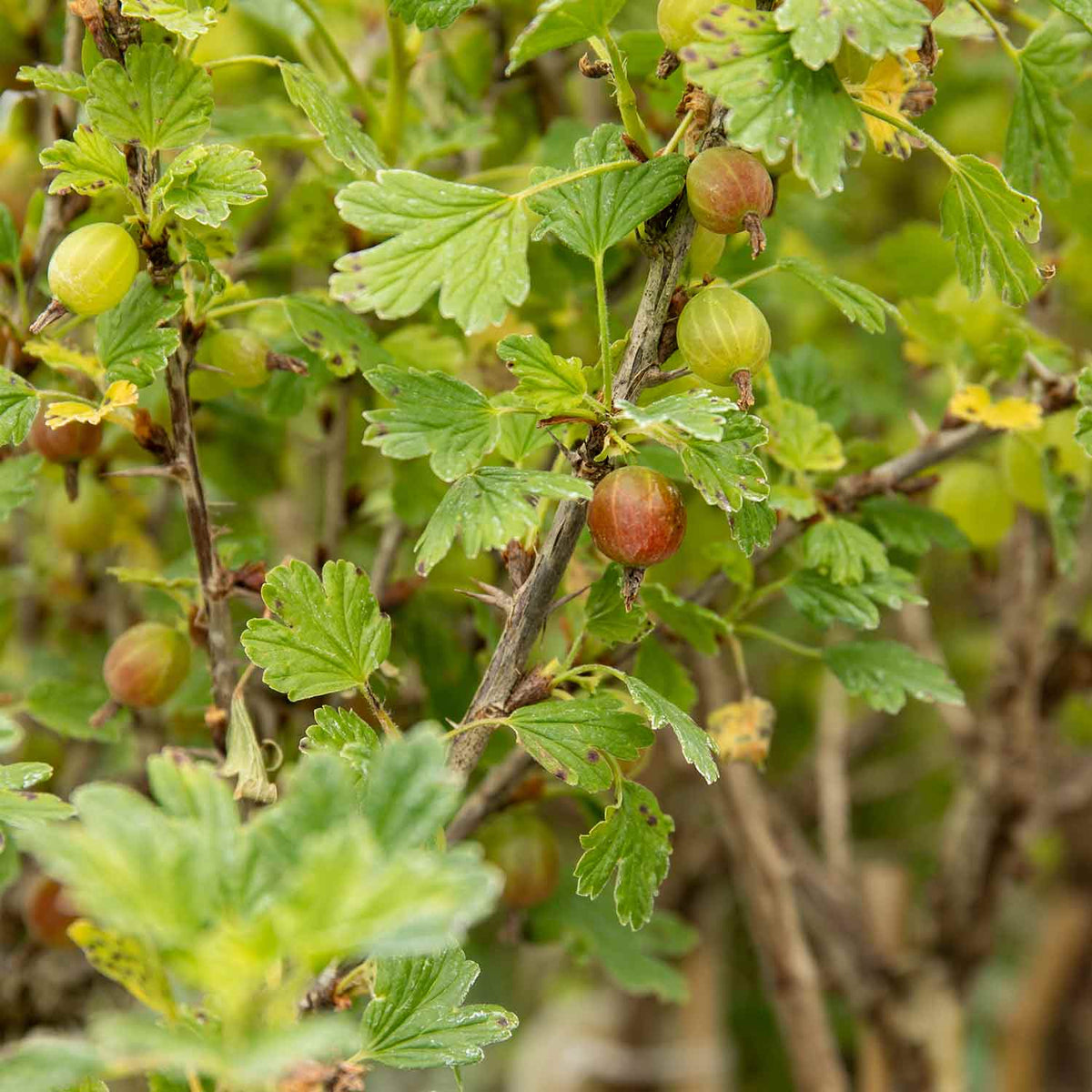 Gooseberry 'hinnonmaki Red' Standard Plant 3l | Set of 1