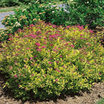 Spiraea Japonica 'magic Carpet' Compact Pink-flowering Groundcover Shrub | 1 x 3L