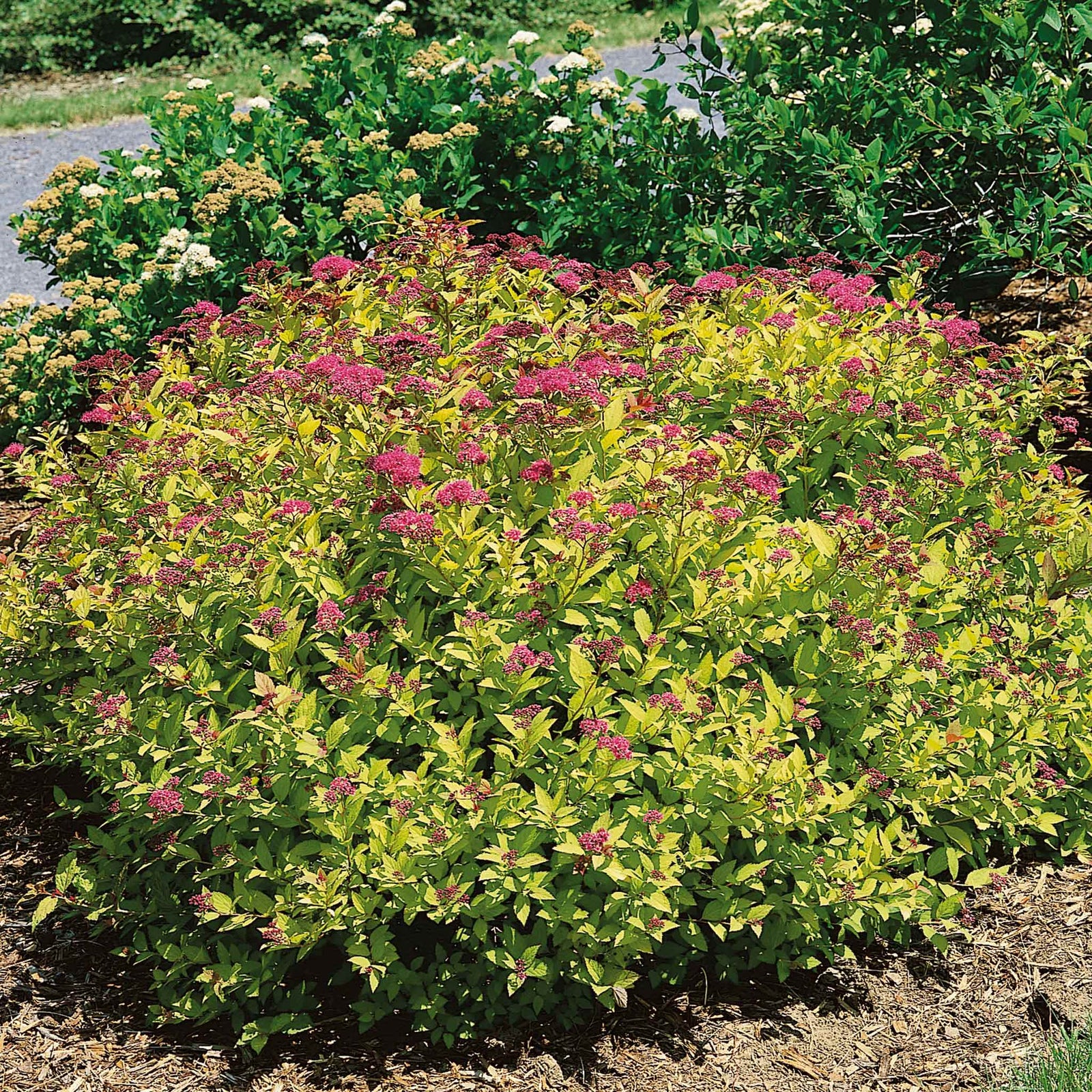 Spiraea Japonica 'magic Carpet' Compact Pink-flowering Groundcover Shrub | 1 x 3L