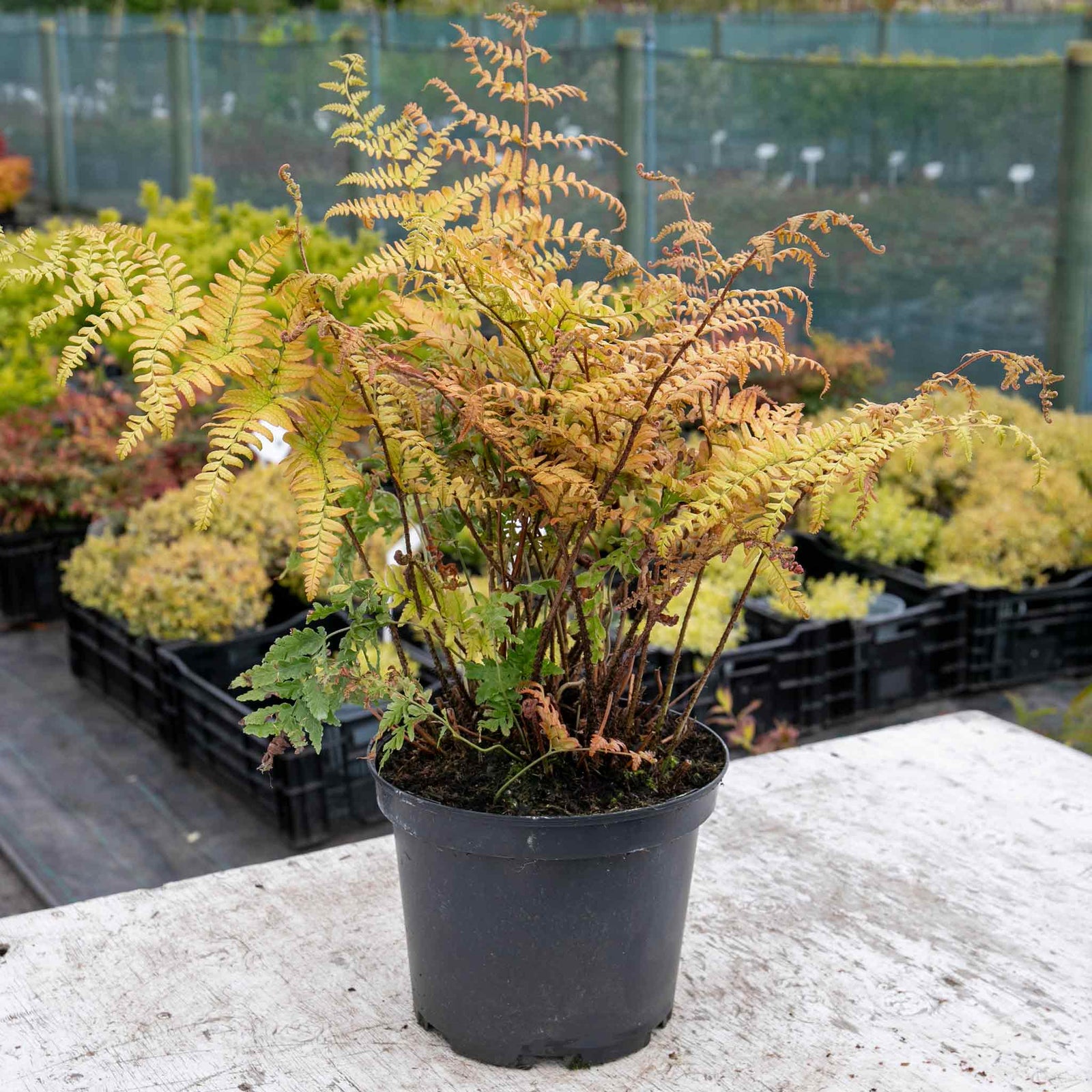 Japanese Shield Fern (rhs Award Of Garden Merit) | 1 x 2L | Green & Pink