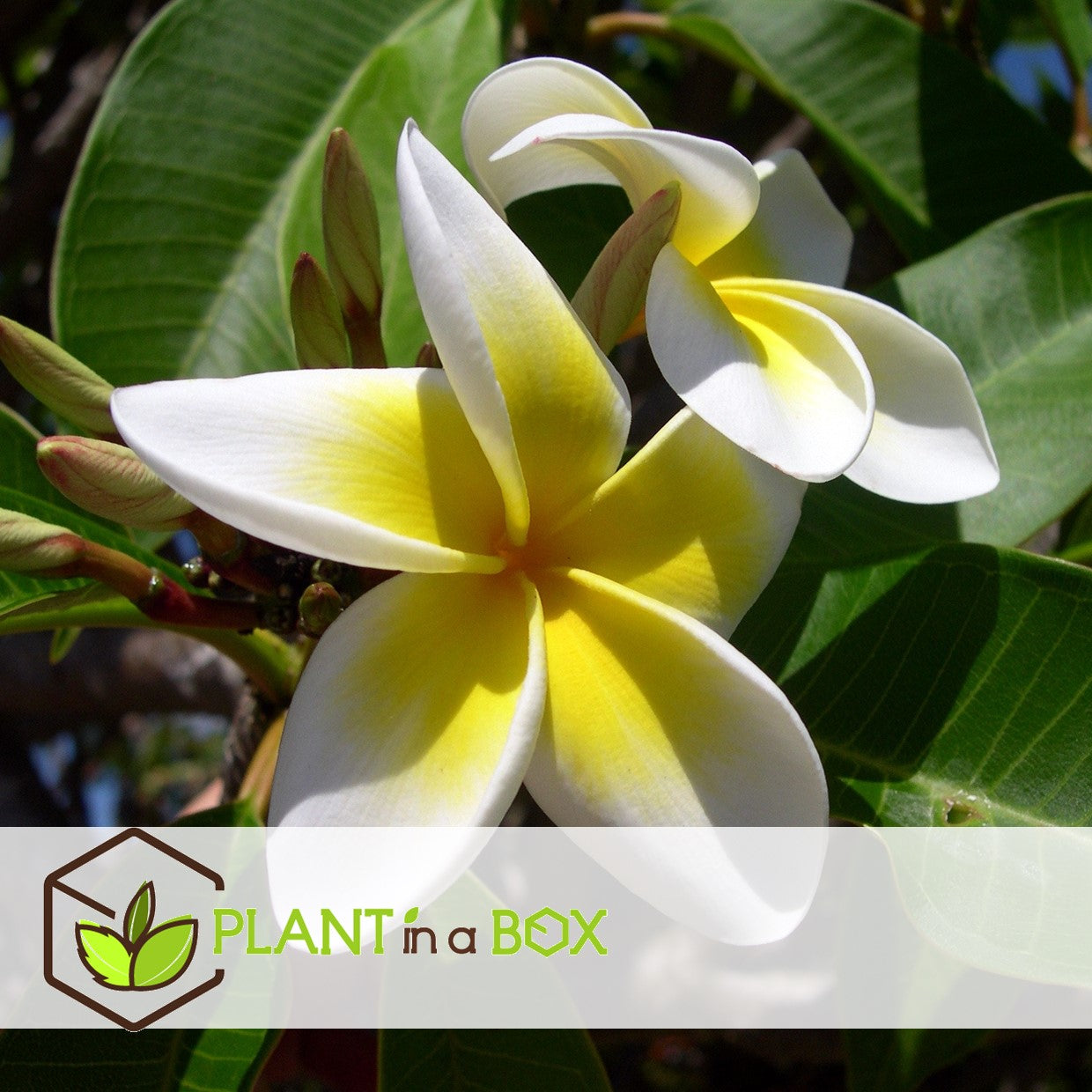 Frangipani White - Plumeria Rubra - Height 55-70cm - ⌀17cm | Set of 1 | White