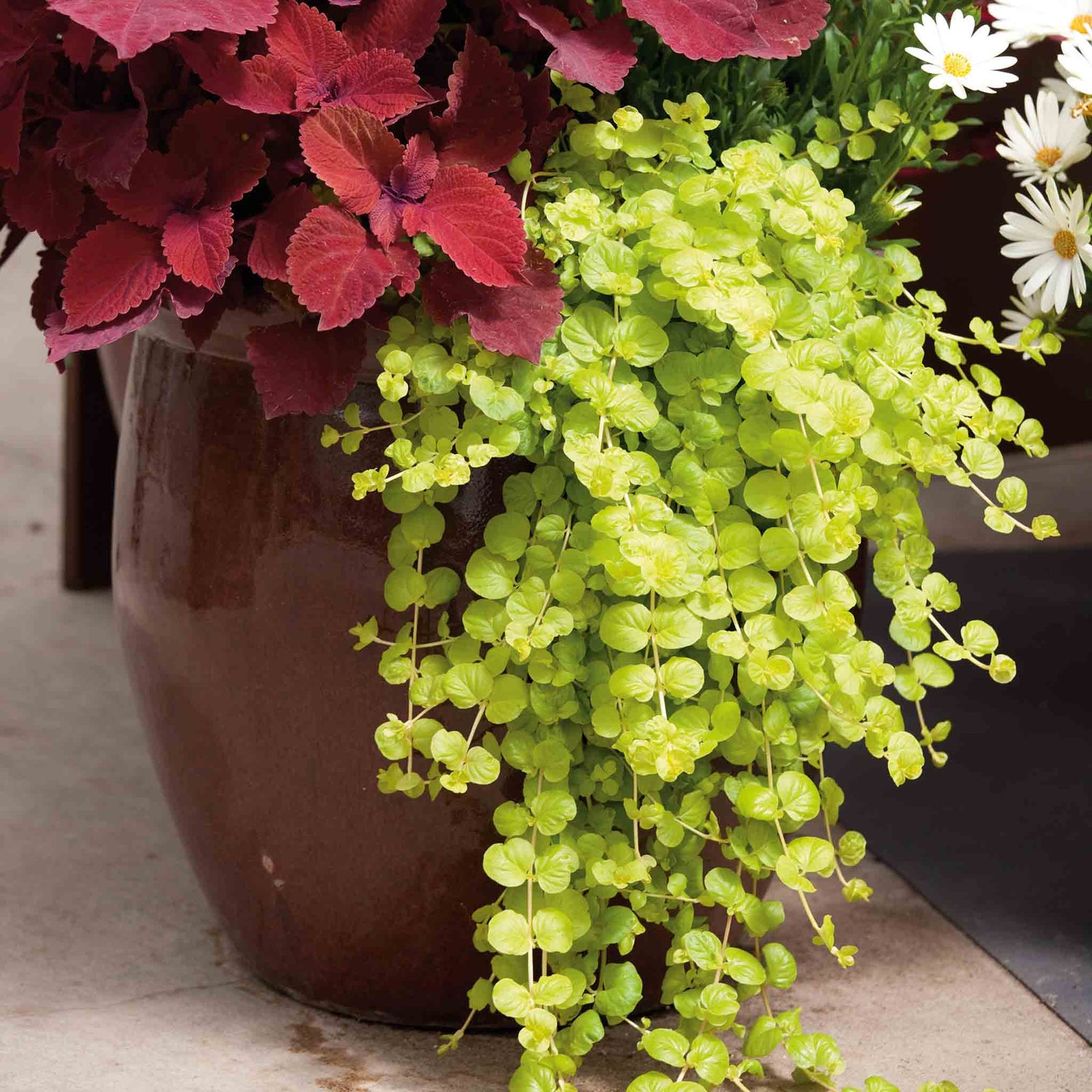 Lysimachia 'goldilocks' (golden Creeping Jenny) Trailing Evergreen For Pots And Baskets | 12 x Plug Plants | Green