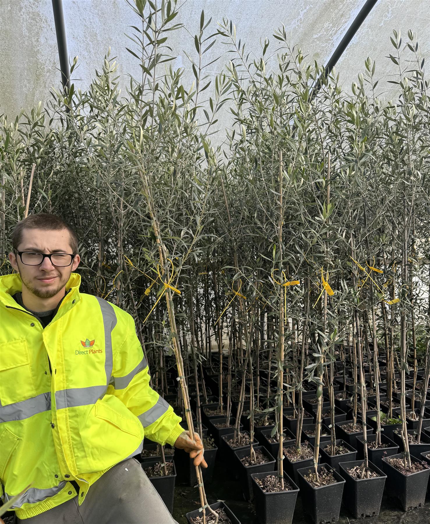 Direct Plants 2x Olive Trees 5-6ft Tall In Pots Perfect For Patio