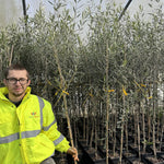 2x Olive Trees 5-6ft Tall In Pots Perfect For Patio