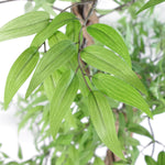 140cm  Realistic Artificial Japanese Fruticosa Ficus Tree, Green Silver