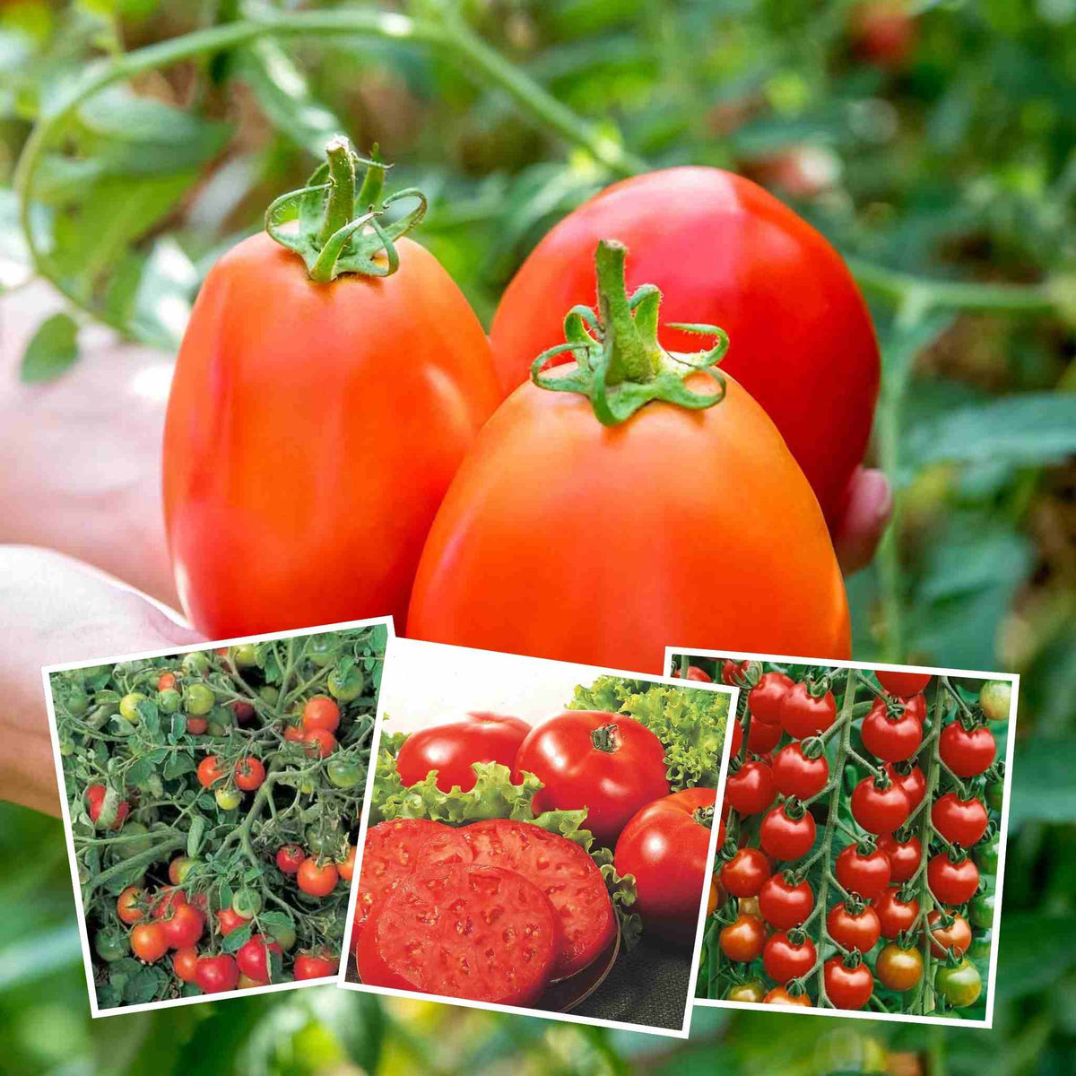 Tomato Seeds Outdoor Collection | Set of 4