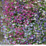 Garden Ready Summer Favourites Collection Garden Ready Plants Plants | 48 x Garden Ready Plants
