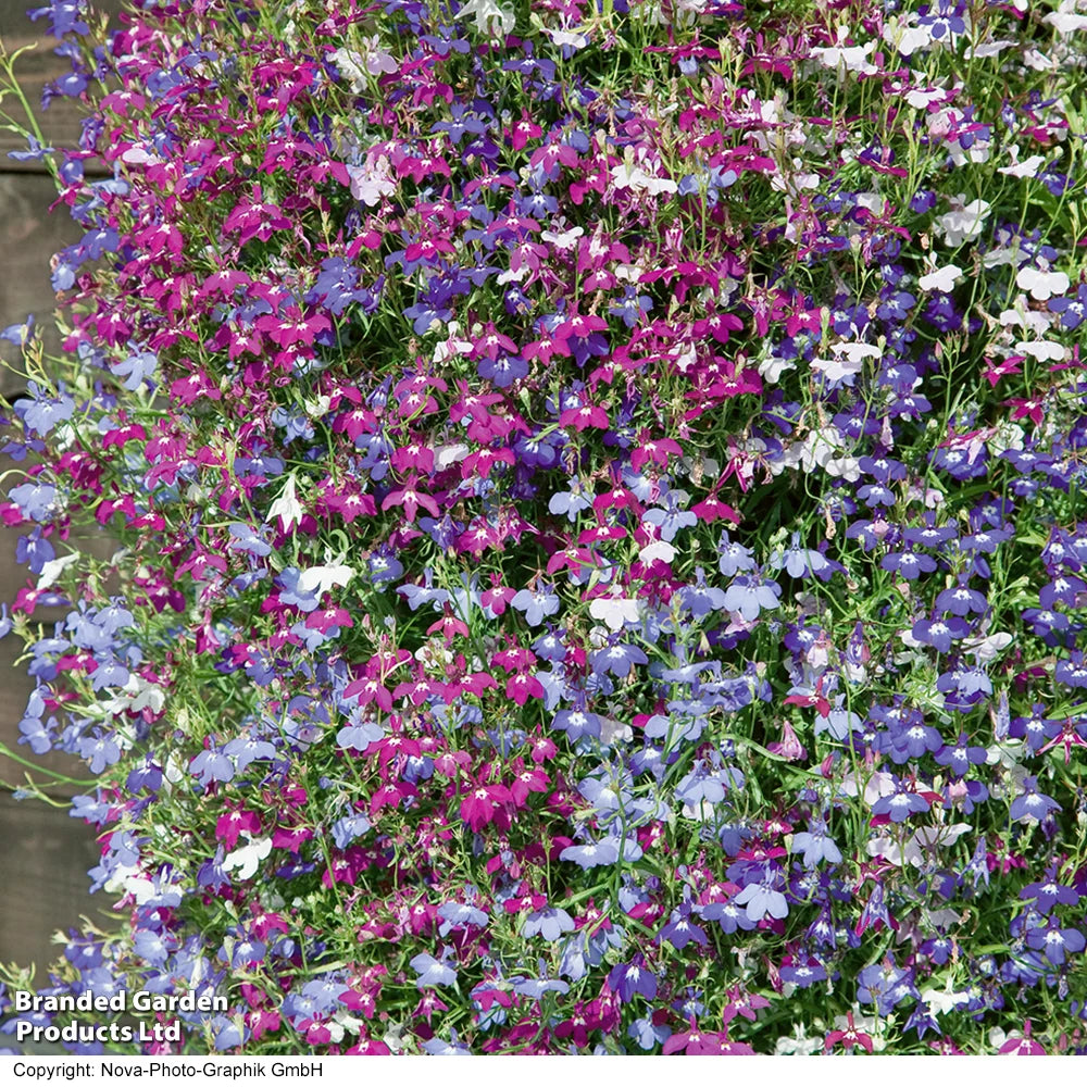 Garden Ready Summer Favourites Collection Garden Ready Plants Plants | 48 x Garden Ready Plants