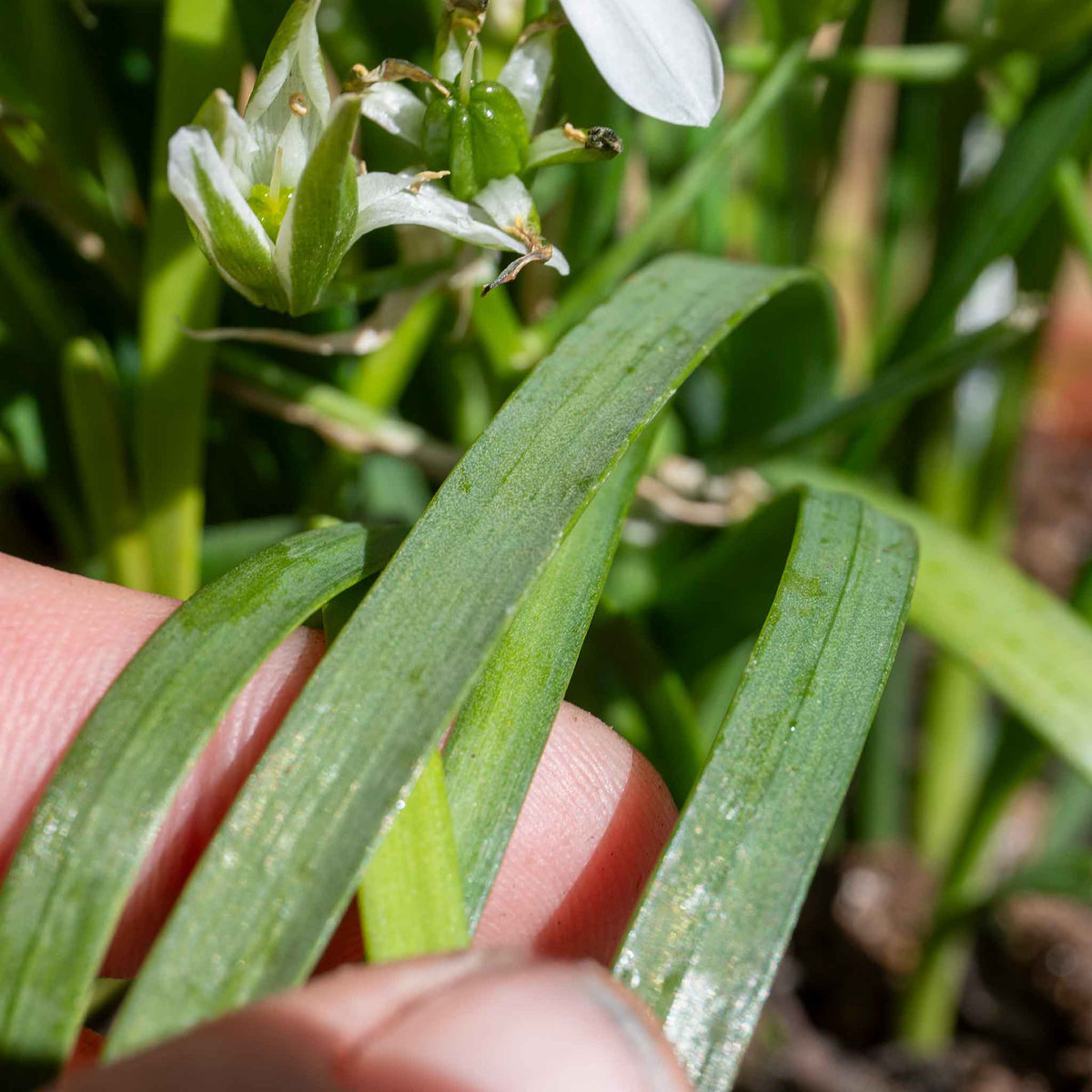 Garlic Chives (allium Tuberosum) - Plug Plants | Set of 6 | White