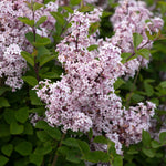 Syringa 'flowerfesta Pink' Compact Fragrant Lilac 9cm Plant | 1 x 3L | Pink