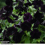 Easy Wave Navy Velour Petunia Garden Ready Plants - Deep Blue-purple Groundcover | 12 x Garden Ready Plants