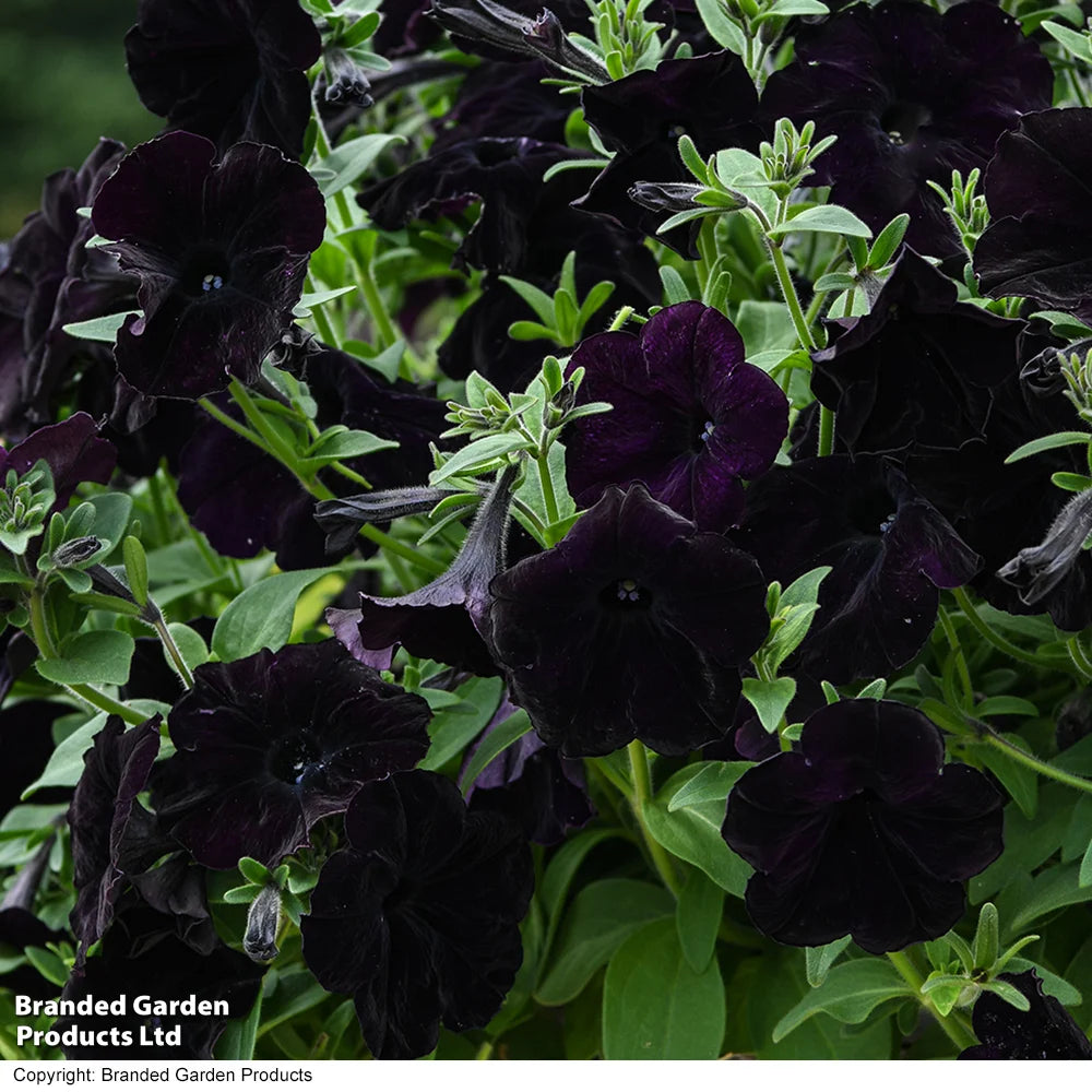 Easy Wave Navy Velour Petunia Garden Ready Plants - Deep Blue-purple Groundcover | 12 x Garden Ready Plants