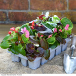Garden Ready Summer Favourites Collection Garden Ready Plants Plants | 12 x Garden Ready Plants