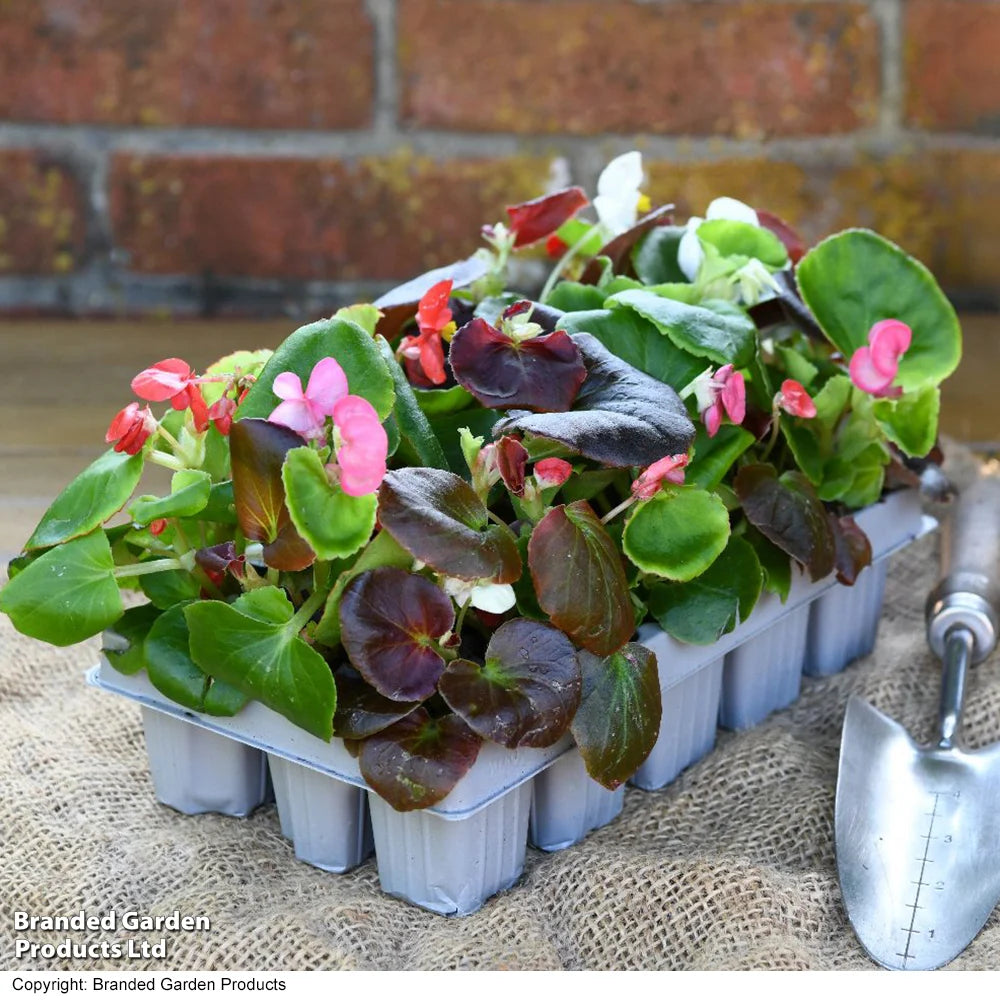 Garden Ready Summer Favourites Collection Garden Ready Plants Plants | 12 x Garden Ready Plants