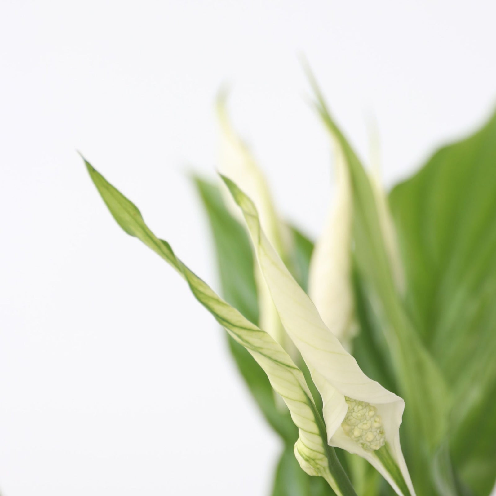 Peace Lilly - Spathiphyllum 'torelli' - Height 30-45cm - ⌀12cm | Set-of-1 | White