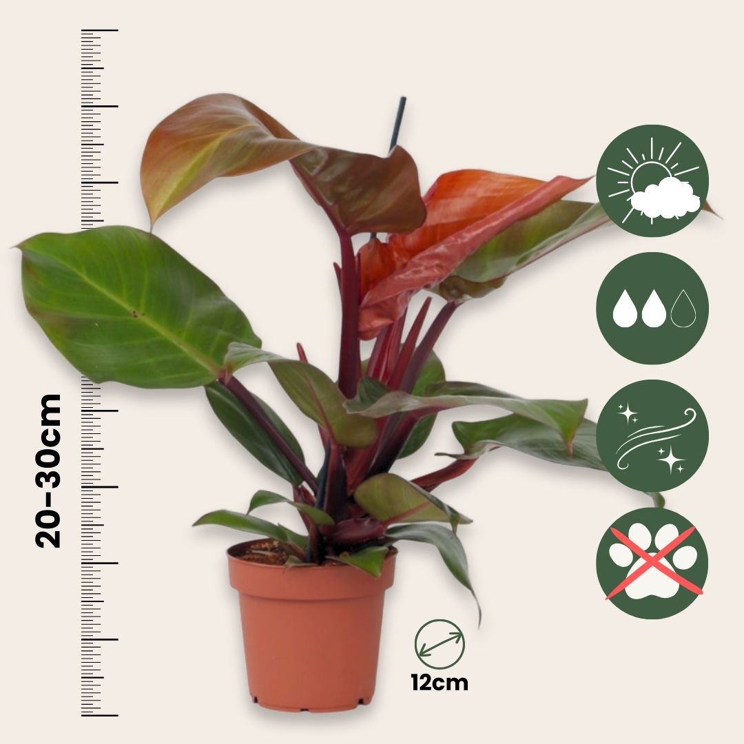 Sweetheart Plant - Philodendron 'sun Light' - Height 20-30cm - ⌀12cm | Set of 1 | Red