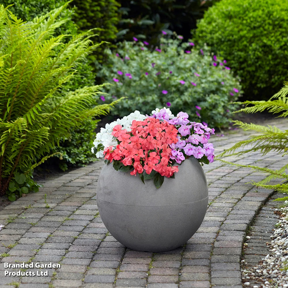 Busy Lizzie Pearl Island Garden Ready Plants | 12 x Garden Ready Plants