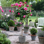 Palace Rose - Height 80-100cm - ⌀19cm | Set of 1 | Pink