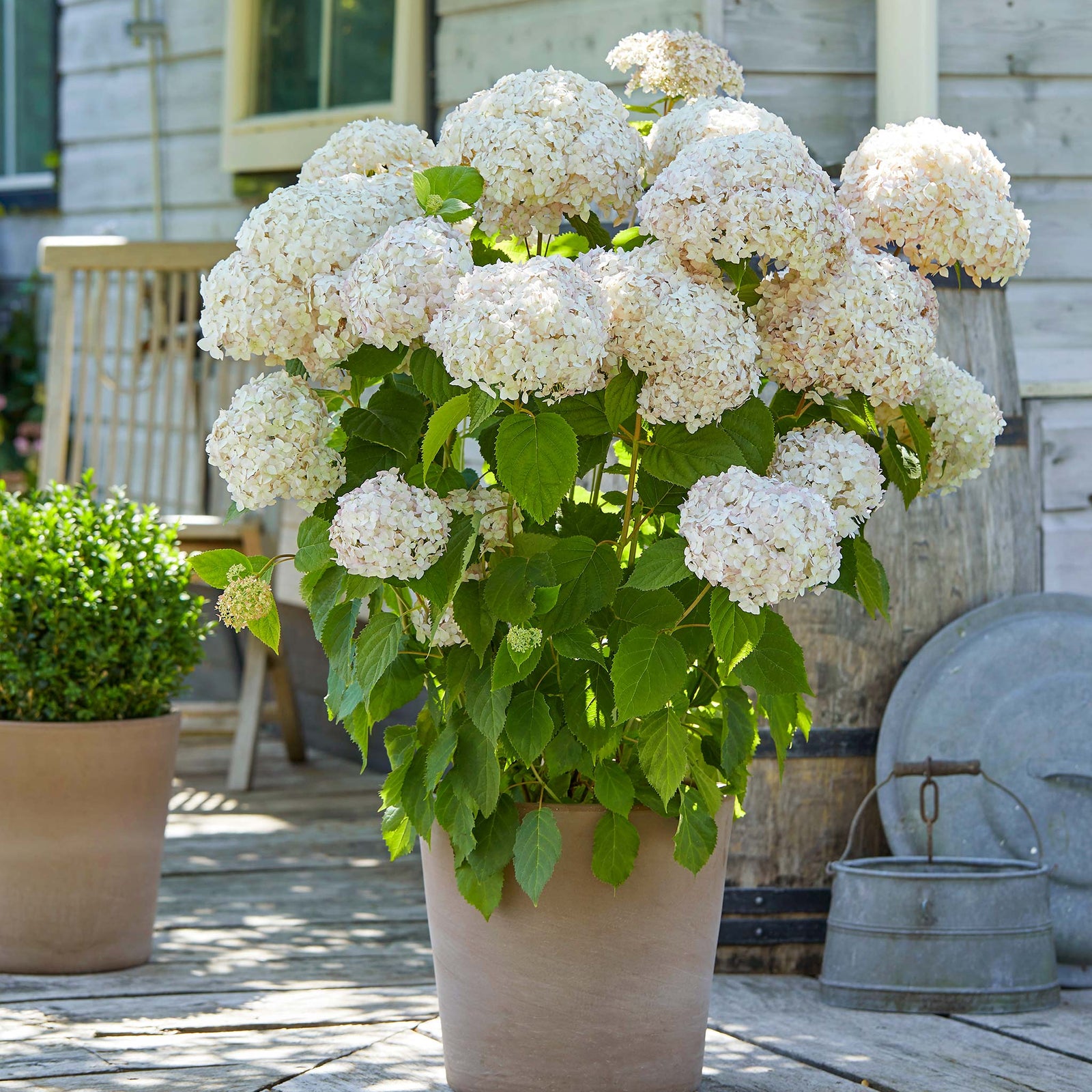 Hydrangea 'candybelle Marshmallow' Shrub | 1 x 3L | Pink