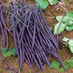 French Bean Carminat, Climbing Stringless Purple Pods | 50 Seeds | Purple & Green