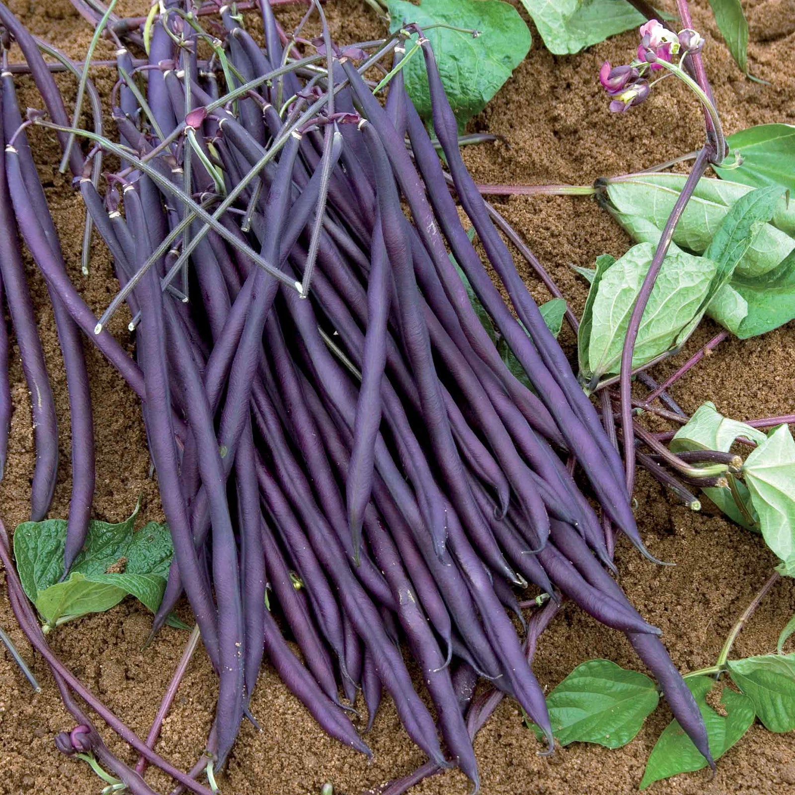French Bean Carminat, Climbing Stringless Purple Pods | 50 Seeds | Purple & Green