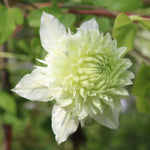 Clematis 'manju' Double White Climber Hardy Fast-growing | 1 x 9cm | Green & White